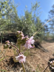 Mirabilis hirsuta