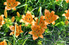 Lilium maculatum