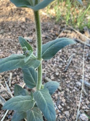 Mirabilis hirsuta