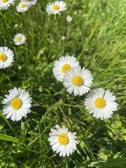 Bellis perennis