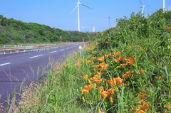 Lilium maculatum