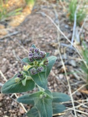 Mirabilis hirsuta