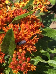 Megachile campanulae