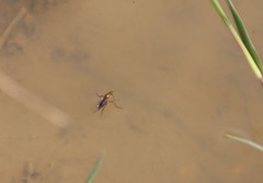 Poecilobothrus nobilitatus