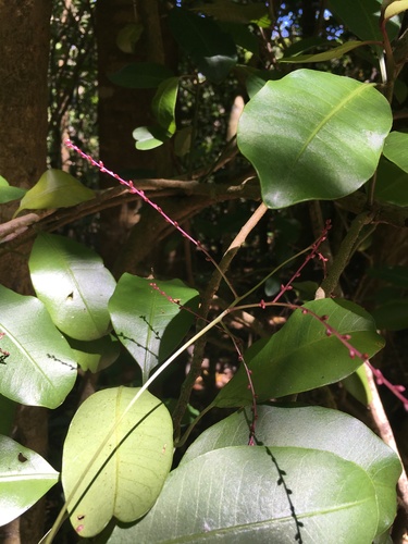 Charpentiera obovata observed 2022-06-08