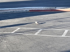Columba livia domestica