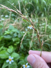 Elymus tsukushiensis
