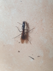 Camponotus mirabilis