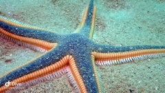 Astropecten articulatus