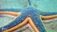 Astropecten articulatus