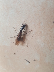 Camponotus mirabilis