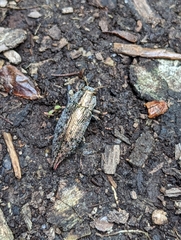 Poecilonota