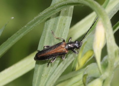 Anogcodes rufiventris