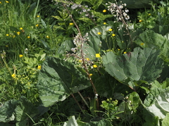 Petasites kablikianus