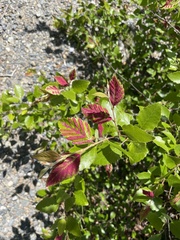 Acalitus longisetosus