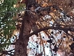 Bubo virginianus