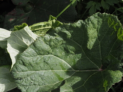 Petasites kablikianus