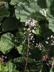 Petasites kablikianus