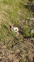 Calochortus nuttallii