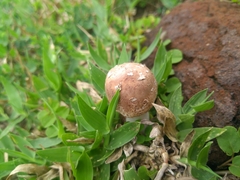 Agaricales