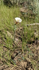 Calochortus nuttallii