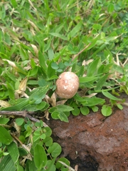 Agaricales