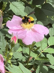 Bombus sonorus