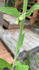 Digitalis grandiflora