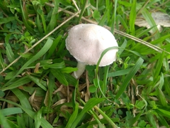 Agaricales