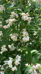 Deutzia pulchra