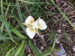 Calochortus subalpinus