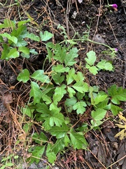 Toxicodendron diversilobum