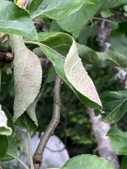 Podosphaera leucotricha