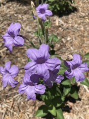 Ruellia occidentalis