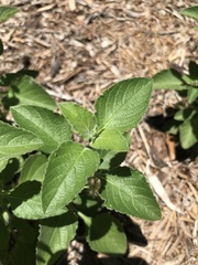 Ruellia occidentalis