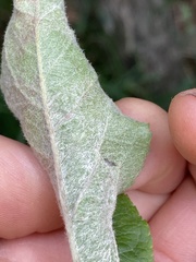 Podosphaera leucotricha