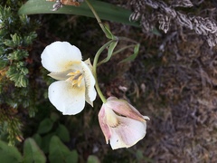 Calochortus subalpinus