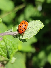 Cryptocephalus cynarae