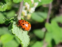 Cryptocephalus cynarae