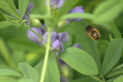 Anthophora villosula