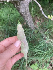 Podosphaera leucotricha