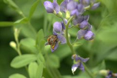 Anthophora villosula