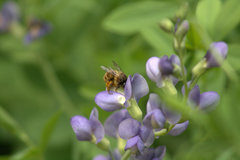 Anthophora villosula