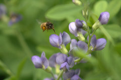 Anthophora villosula