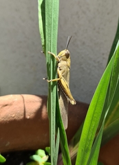 Anacridium aegyptium