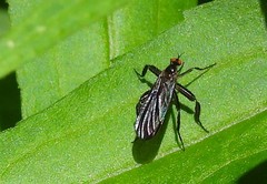 Rhamphomyia longicauda