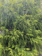Chamaecyparis obtusa