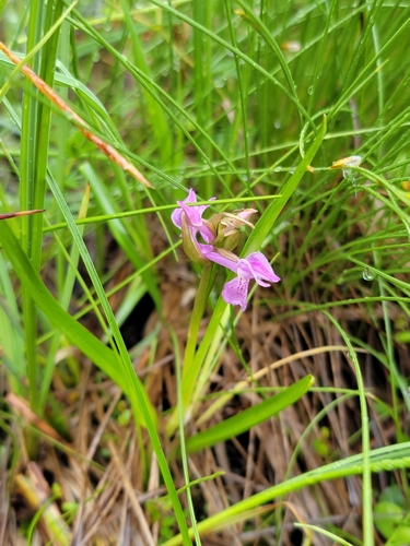 Image of Dactylorhiza traunsteineri by (c) Elias, some rights reserved (CC BY)