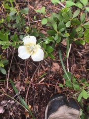 Calochortus subalpinus