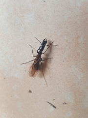 Camponotus mirabilis